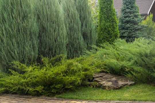 Landscaping. Used trees and shrubs. Thuja, coniferous trees, juniper.