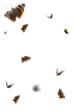 Schmetterlinge overlay f&uuml;r Foto composings als zweite ebene f&uuml;r Fr&uuml;hlingsbilder 