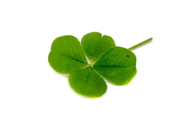 Four leaf clover isolated on white background