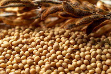 soybean stalks as background, side view