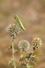 Naklejka premium european mantis - mantis religiosa - standing on blooming heads of a globe thistles in summer