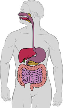 Gastrointestinal Digestive Tract Anatomy Diagram