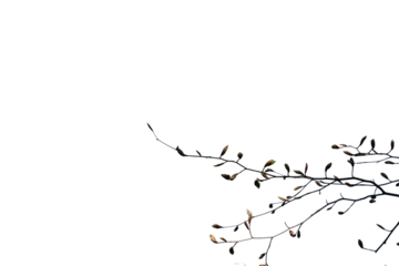 Freigestellte Zweige mit Knospen vor weißem Hintergrund als ein Overall für Bildkompositionen