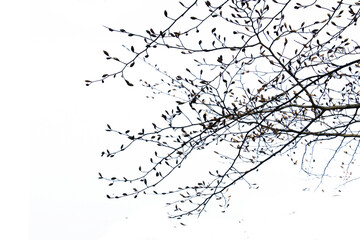 Freigestellte Zweige mit Knospen vor weißem Hintergrund als ein Overall für Bildkompositionen