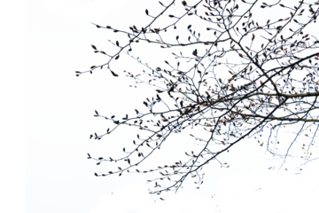 Freigestellte Zweige mit Knospen vor weißem Hintergrund als ein Overall für Bildkompositionen