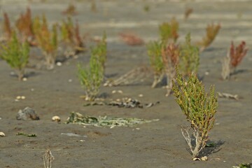 Europäischer Queller (Salicornia europaea agg.) im Nationalpark Wattenmeer