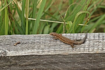 Mooreidechse (Zootoca vivipara) im Hochmoor.