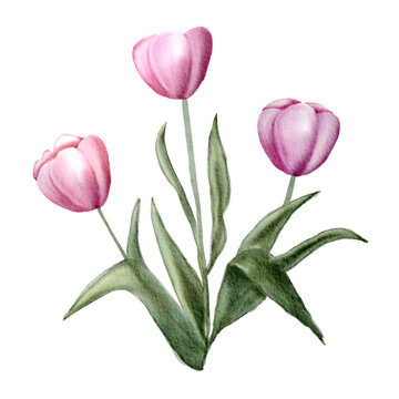 pink tulip flower watercolor