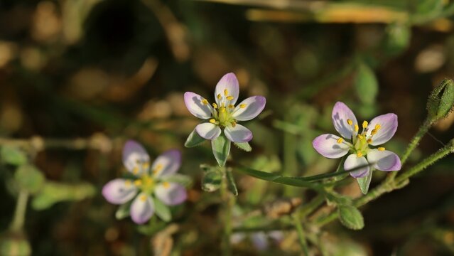 Fl&uuml;gelsamige Schuppenmiere (Spergularia media)