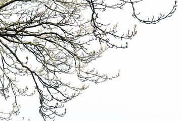 Freigestellte Zweige mit Knospen vor weißem Hintergrund als ein Overall für Bildkompositionen