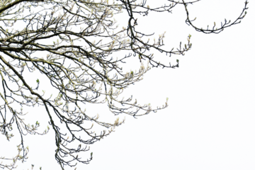 Freigestellte Zweige mit Knospen vor weißem Hintergrund als ein Overall für Bildkompositionen