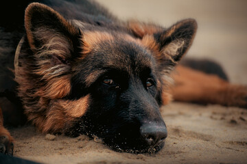 german shepherd dog portrait - obrazy, fototapety, plakaty
