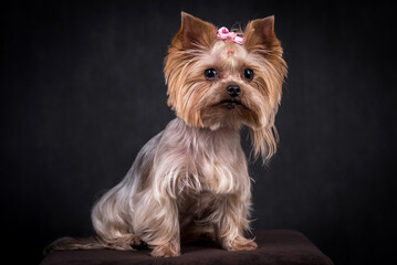 portrait of The Yorkshire Terrier - Yorkie