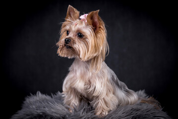 portrait of The Yorkshire Terrier - Yorkie