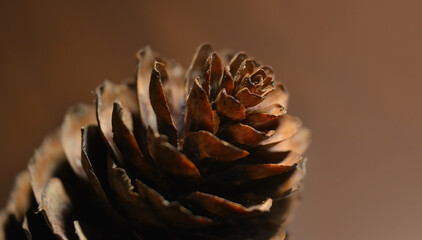 Close ups of a pine cone