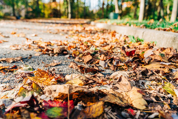 the forest in fall