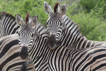 Fototapeta na wymiar Two Zebras Looking at Camera