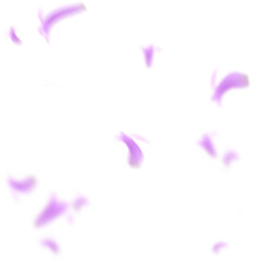 fliegende Blütenblätter vor einem isolierten Hintergrund freigestellt