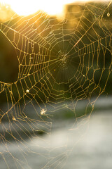Spider web illuminated by the sunlight during sunset. Gossamer during fall 