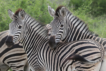 Fototapeta na wymiar Two Zebras Posing