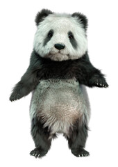 3D Rendering Panda Bear on White © photosvac