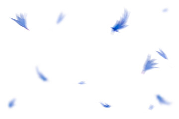 Blütenblätter als Overalls für BIldcomposings und Bildbearbeitung zb für Frühlingsbilder oder...