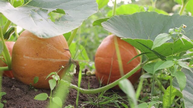 Two ripe orange pumpkins in a melon field in green foliage. Vegetables in the garden and orchard, fresh harvest ripens, vegetarian food. Organic non-GMO food. Background, screensaver. UHD 4K.