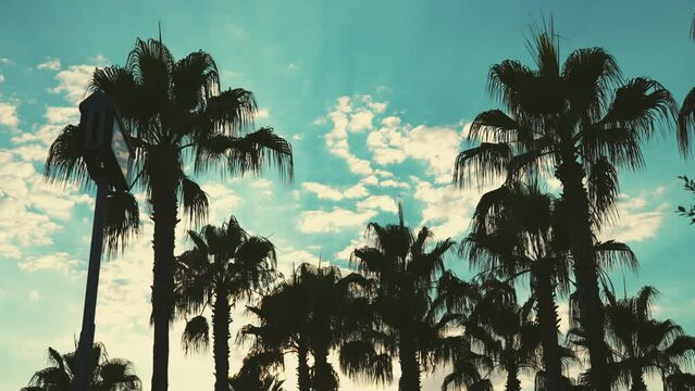 Silhouette coconut palms trees against background of sunny sky. View of branches palms at the sunset. Summer traveling vacation and tropical concept