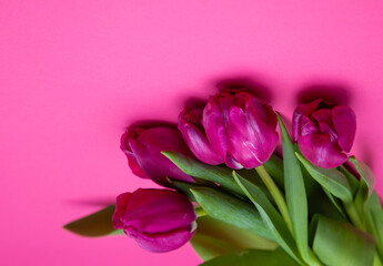 Pink tulips bouquet on background with place for text. Tulip flower. Spring flowers. Copy space.