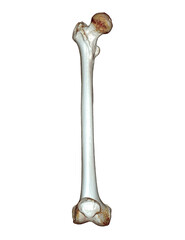 CT scan of Femur bone 3D .