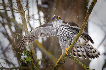 Hawk in snowfall. Northern goshawk, Accipiter gentilis, landing on branch in snowy forest. Majestic...