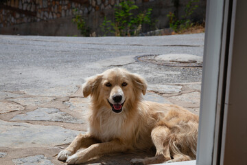 portrait of a street dog in the city of Bodrum Turkey