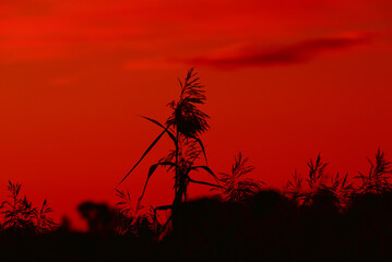 SUNRISE - Sunny morning in the reeds on wetlands