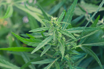 Top part of weed, marijuana or cannabis plant with bud and green leaves growing in a garden, close up