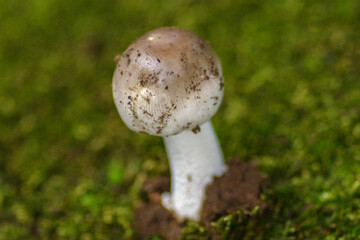 雨上がりにキノコがにょきにょき生えている