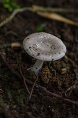 雨上がりにキノコがにょきにょき生えている