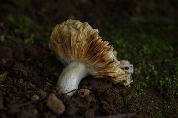 雨上がりにキノコがにょきにょき生えている