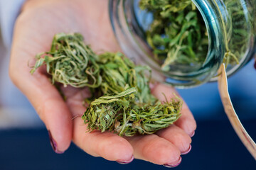 Dried and trimmed weed, marijuana or cannabis buds stored in a glass jar and big buds in a hand of...
