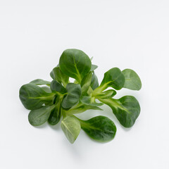 Corn Salad Leaves isolated on white background.