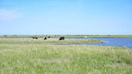 Salt marshes on the island of Nyord