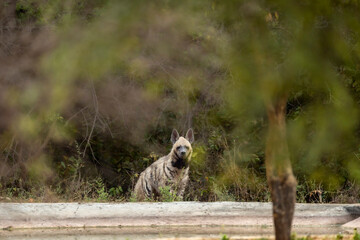 wild Striped hyena head on with eye contact near waterhole in natural green background during...