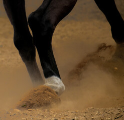 Fototapeta premium A Horses hoof kicks up sand