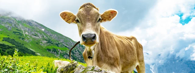 Schilderijen op glas Animal background banner panorama - Funny cow in the mountains Allgäu Austria Alps, on green fresh meadow © Corri Seizinger
