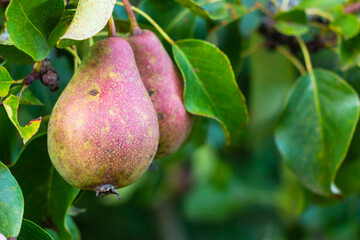 Pears ripen on a tree in an orchard summer in the sun