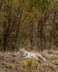 Naklejka na ściany i meble alert Indian wild male bengal tiger or panthera tigris tigris resting and looking for possible prey in hot summer season at bandhavgarh national park forest umaria madhya pradesh india asia