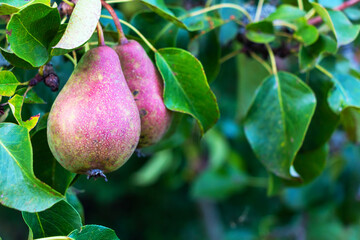 Pears ripen on a tree in an orchard summer in the sun