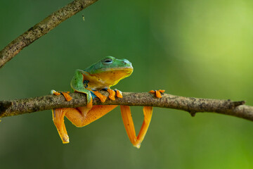 Wallace flying frog rhacophorus nigropalmatus relaxing on a branch 