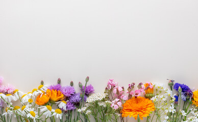 Alternative medicine. Medicinal herbs flowers, on a pastel background. Top view, copy space, banner.