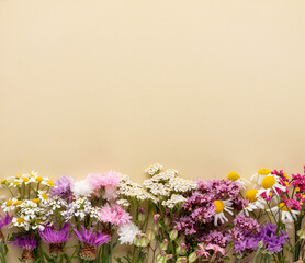 Alternative medicine. Medicinal herbs flowers, on a pastel background. Top view, copy space, banner.