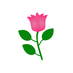 pink rose flower beautiful white background green leaf